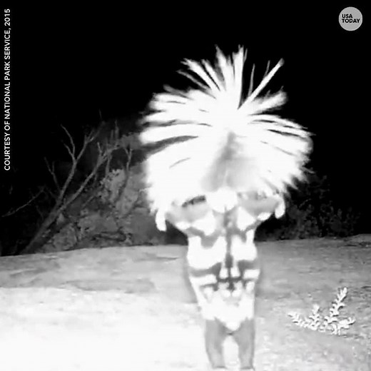 WATCH: Skunk caught dancing on wildlife camera