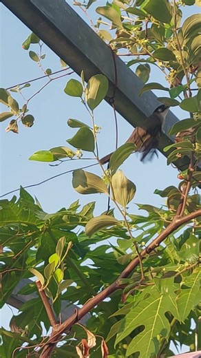 Chào mào xanh 02. #chaomaoxanh #vuonchimcanhtien