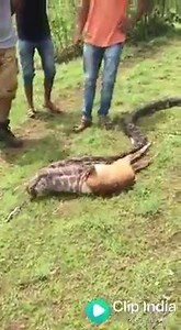 22K views · 33 reactions | DEADLY PYTHON | King.studio360 | Facebook