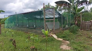 13K views · 408 reactions | The Philippine Native Chicken housing design at raiser's field. #field #housing #designinspiration #farmlife | Philippine Native Chicken | Facebook