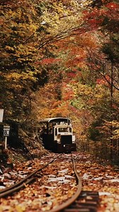 📍 Japan ✨ Endless culture, beauty, and unforgettable adventures BOOK NOW: https://japanichibantours.com/destinations/ ✉️ japanichibantours@gmail.com | info@japanichibantours.com 📞 WhatsApp: 81 90-3486-7744 📸 Instagram: japan_ichiban_tours | Japan Ichiban Tours