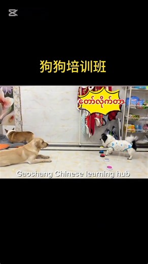 Learning Chinese with cutie 😂 #chineselanguagecourse #chineselanguage #foryou #fypage #petlovers #毛孩子 #fypageシ #pet #justforfun #cutebaby #cutebabyanimals #cats #catlovers #catlover #dogs #doglovers #dog #doglover | Gao Shang Chinese Learning Hub