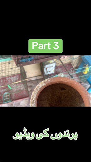 Part 3 Birds short information video.#birds #shortvideo #lovebird #breeding