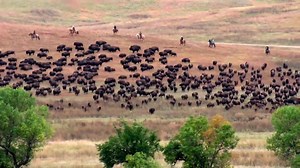 Feel the thunder of 1,300 bison. Watch the 55th Custer State Park Buffalo Roundup LIVE today at 9:30 a.m. MT ➡️ bit.ly/3mPF0vz | Black Hills