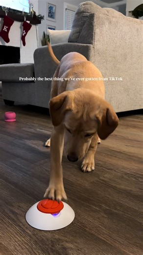 Indoor Activities for Lab Puppies in Winter