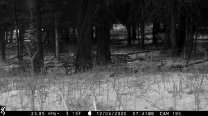 This is the first video footage captured of a wolverine in Yellowstone National Park. There are only about 300 wolverines left in the lower 48 —yet the Trump administration denied them Endangered Species Act protection. | Center for Biological Diversity