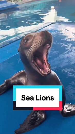 This was made for YT shorts. Don't get excited that I'm uploading again I prefer that website significantly more still #balls#animals #sealion #funny #theanimalman