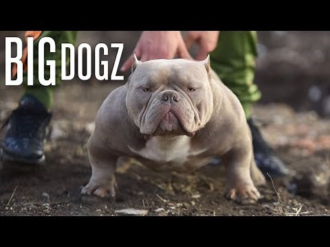 The Muscular Micro-Bully With $10,000 Pups | BIG DOGZ
