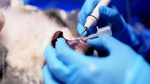 A close-up of a dog's mouth during a teeth cleaning at a veterinary clinic. Professional care of the animal's oral cavity with special instruments. High quality 4k footage