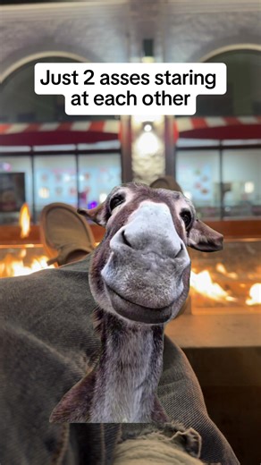 Funny Donkey Jokes That Will Make You Laugh