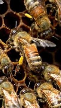 bee dance secret 🤣😂#shorts #facts #knowledge #viral #trending