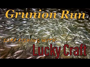 How to Find Socal GRUNION Run w/ bonus Surf Fishing White Sea Bass LUCKY CRAFT