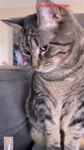 1.2K views · 43 reactions | Having the maytag Pet Pro System has been a game changer for us So many pets So much pet hair Now laundry takes less time and effort Its time for you to conquer pet hair like a pro G_R #pennythecat #talkingcat #fblifestyle | Anime Herman And Family | Facebook