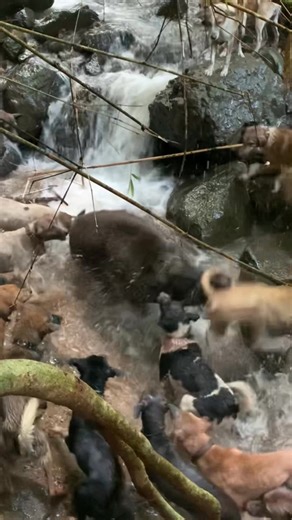 Super big wild boar goes berserk on hunting dogs🔥 #porbyindo #pordesgarael #porbygarsel #porbypadang #porbypadang #jangkauanluasfyp #monetisasifbpro #foryoupageシ #porbyindonesia #porby @sorotan | Diki Safari