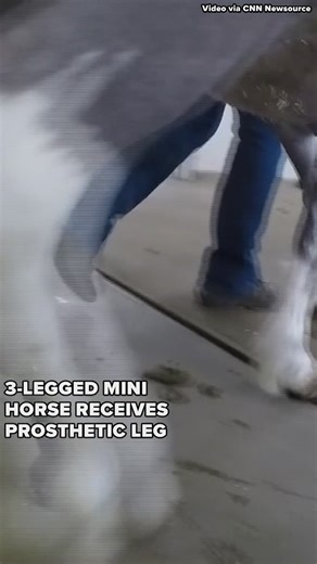 Horse receives prosthetic leg