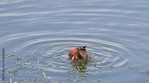 HD video one cinnamon teal male duck diving head underwater to forage for food, tail feathers in the air, kicking feet to try and stay down. Stock Video