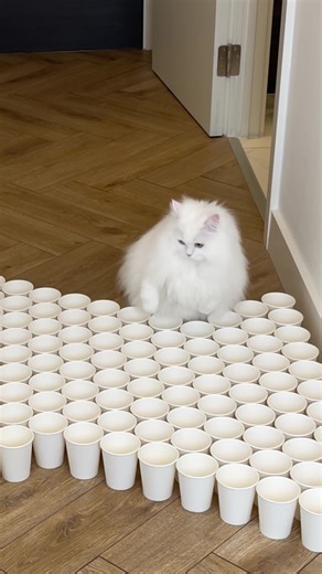 Trying new challenges...🙈 #cat