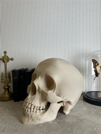 Life-size human skull - skull - death's head