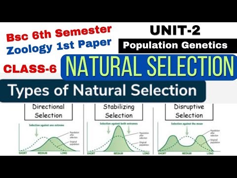 Natural Selection//Types of Natural Selection//Stabilizing Selection/Centripetal/Balancing Selection