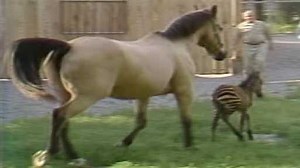 This Day in History: In May 1984, a horse gave birth to a zebra in Kentucky
