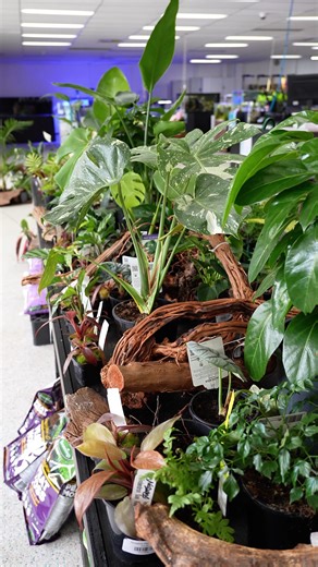 Bring your home to life with our selection of indoor plants. Perfect for terrariums, paludariums, emmersed in aquariums or just to liven up your shelf! 🌿🌿 #indoorplants #monstera #driftwood #terrariums #plantsmakemehappy | Nature Pets & Aquariums