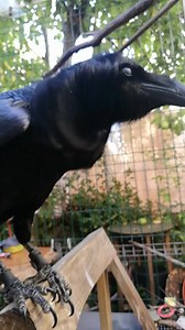 13K views · 2.7K reactions | Olá (hello)! ❤ | Moonin Raven | Facebook