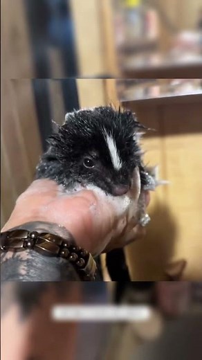 Tiny Baby Skunk Rescue 🦨❤️ | From Helpless to Safe