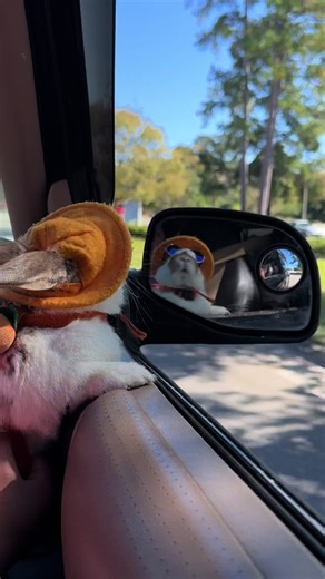 A beautiful drive 🛻 #bunny #cute #drive #foryou #tiktok | rabbits
