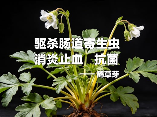 假如中药会说话，今天自述的是鹤草芽