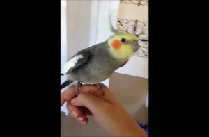 Guy teaches his bird to sing dubstep.