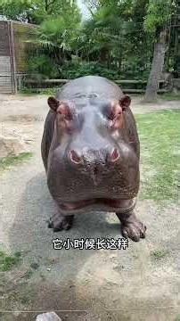 These baby animals are just too cute! Which one is your favorite? #Animals #BabyAnimals #Confusin...