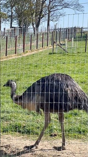 Move Like an Emu! #animals #emus #wiggles #songsforkids #childrensmusic #kids #childrens #toddlers