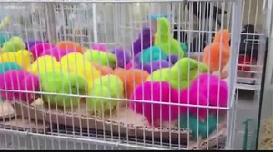 VERIFY: Are Artificially-Colored Chicks Illegal in South Carolina?