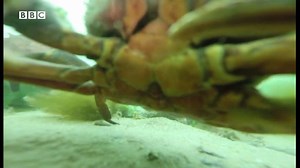 132K views · 313 reactions | Footage from a GoPro lost in the sea off Dorset has been reunited with its owner. Check out the crab at the end! | Newsbeat | Facebook