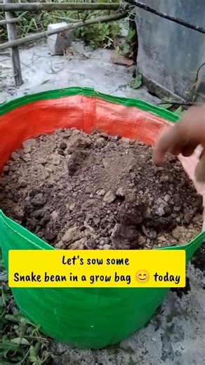 Sow snake bean seeds in a frow bag 😊 #gardening #the_andaman_gardener #shorts #latest #ideas