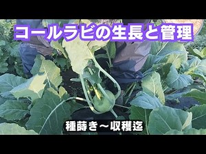 Kohlrabi Growth and Care [From Sowing to Harvest] [Old Seeds] [Reseeding] September 10, 2023, Sep...