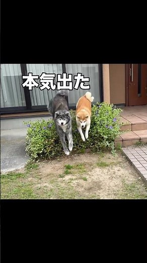 They're jumping for the first time in a while! Akita Inu sisters awakened by jerky! They Jump THI...