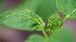 Crop Pest Control Aphids Eat Young Stock Footage Video (100% Royalty-free) 3426603159 | Shutterstock