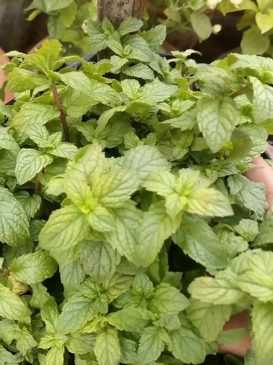 How to Easily Grow Mint at Home