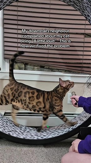 Hopefully he’s loud enough now 😹 #catsoftiktok #cats #catfluencer #naughtycats #singingcat