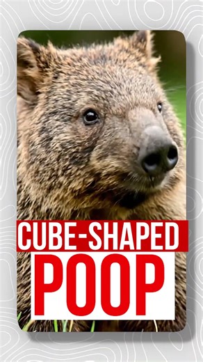 wombat poop cube