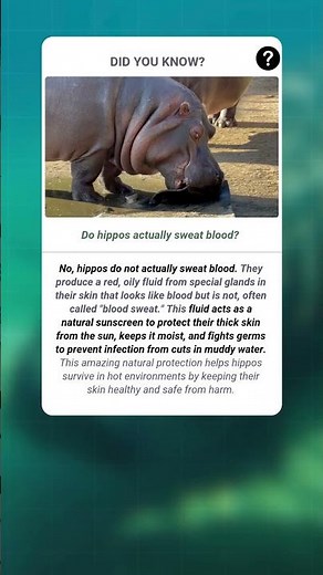 Do hippos actually sweat blood? | Factopedia | #fact #facts #shorts