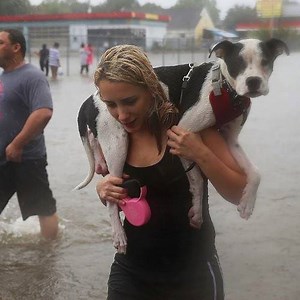 9.2K views · 108 reactions | 10 amazing animal rescues! | Wild Animal World | Facebook