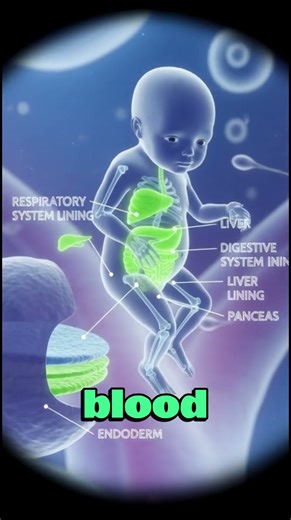 How Do Embryos Start Forming Organs? | Early Organ Development Explained | Inside Human Biology