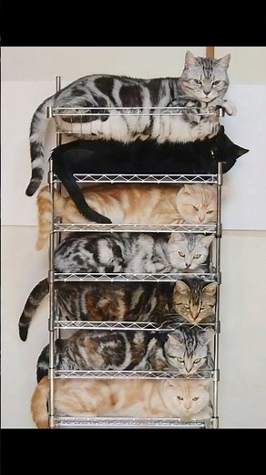 面白い画像をそのまま動かしてみた19 #おもしろ #エンタメ #ai