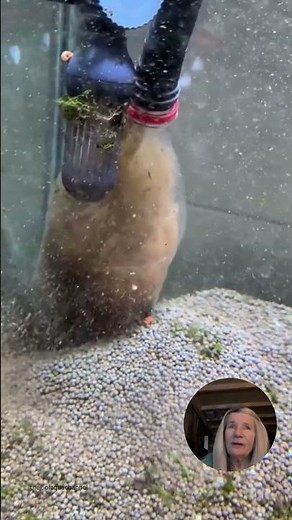Your Fish Tank Is Dirtier Than You Think #aquarium #cleaning #fishvideo