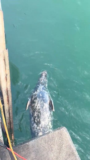 10K views · 46 reactions | ⛵ Sea_time | Maritime Careers | Facebook