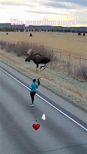 these cats are like guardian angels