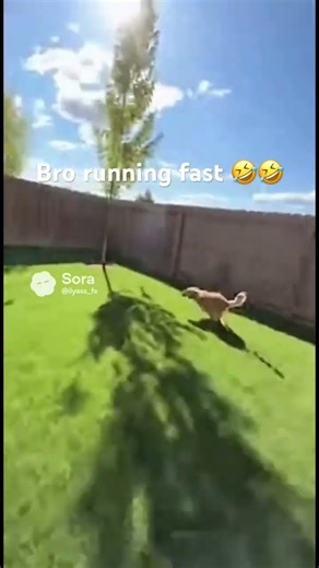 He ran for his life 😭 #funny #dog #running