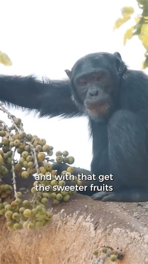 What else do you know about chimps?🤔